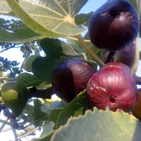 瑞莱斯岩石通道b&b酒店 勒梅苏著